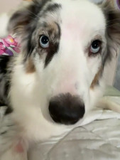 Watch Sabrina_shells recorded live streams from Stripchat on 2025/11/08, Cam Archive