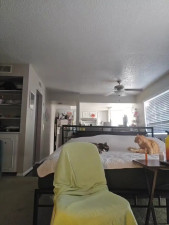 Watch honeeyyy_pot recorded live streams from Stripchat on 2025/11/19, Cam Archive